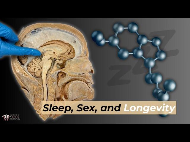 Sleep, Sex, & Longevity: The Power of Melatonin