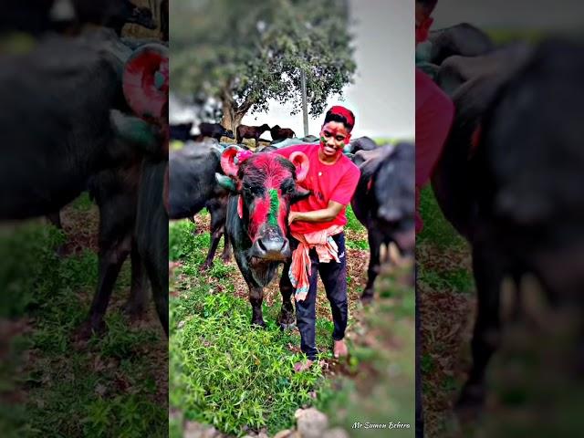 Buffalo lover..️#buffalo #villagelife #blackgold #gopala