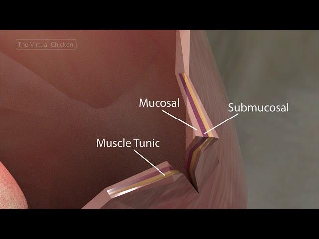 Virtual Chicken: The Esophagus