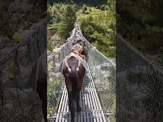 MULES #animal #mules #travel #nepalisong #solukhumbu #nature #bridge #sunilgiri #love