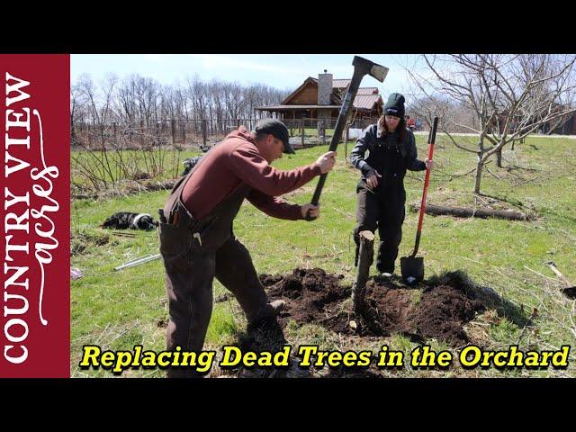 Removing Dead Fruit trees in our orchard.  Planting, Supporting and Protecting Young Fruit Trees.