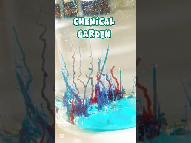 Exploring the Magical World of Chemical Gardens|#ScienceExperiments#Chemistry #science  #quiz #magic