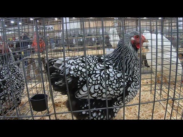 Standard Sized Fowl at the Ohio National Poultry Show