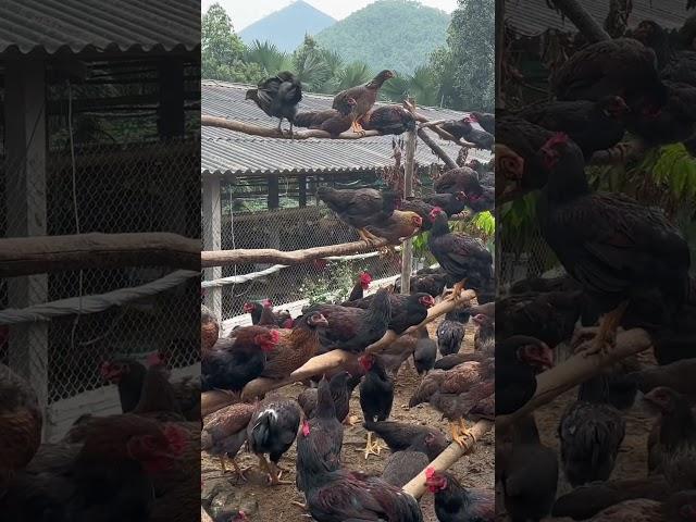 The girl who raised chickens in the countryside