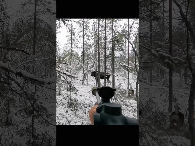 Hunting a big moose at very close #hunting #chasse #moose #deer