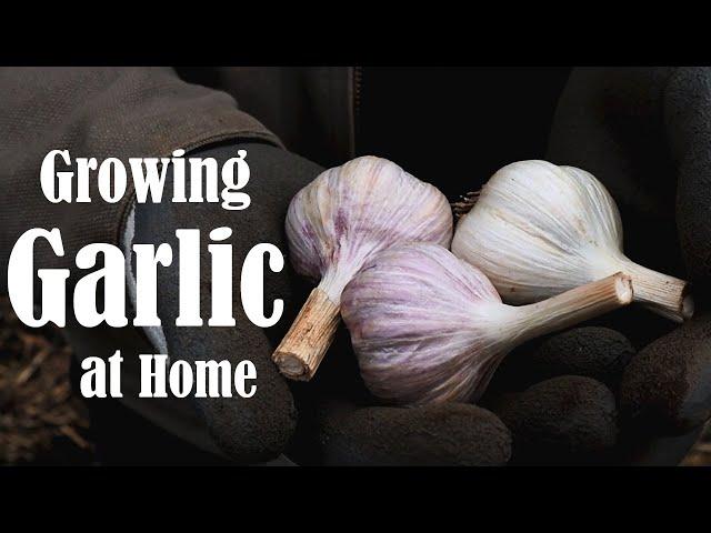 How to Plant Garlic - Types, Soil Prep, Plant, & Mulch