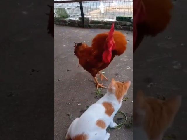 cock and cat fighting || funny video || #shorts #fyp #skmedia