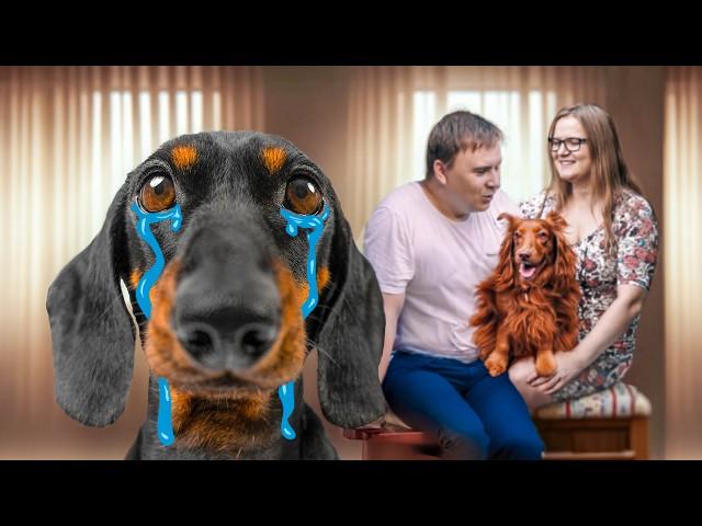 I'll Never Forgive You! Cute & funny dachshund dog video!