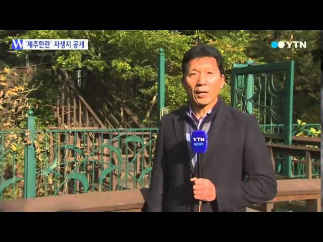 천연기념물 '제주한란' 일반 공개 / YTN