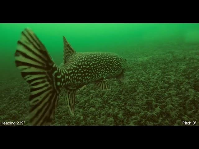 Giant Northern Pike