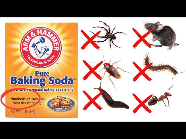 How To Use Baking Soda To Get Rid Of Roaches, Ants, Spiders, Mice, Bedbugs (30 Different Pest)