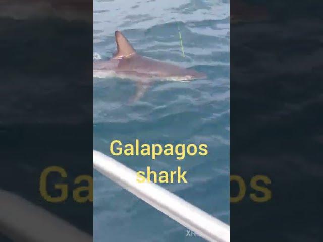 Galapagos Shark #tiburón #Shāyú #शार्क