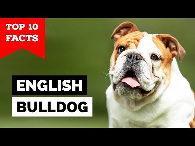 English Bulldog - Top 10 Facts