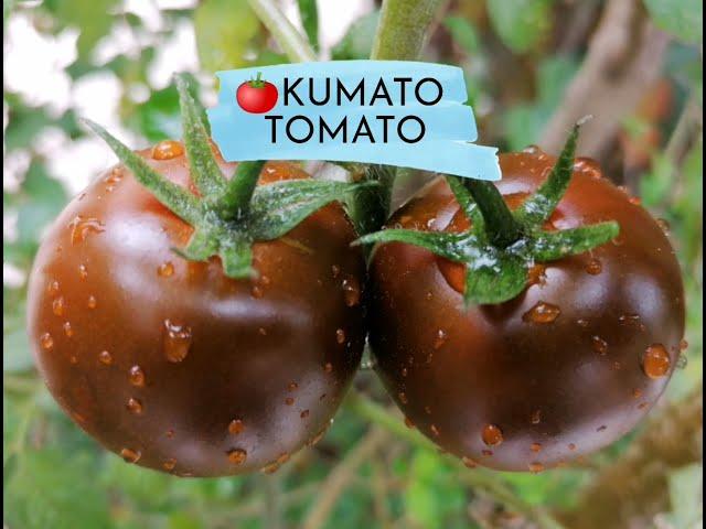 My Kumato Tomato