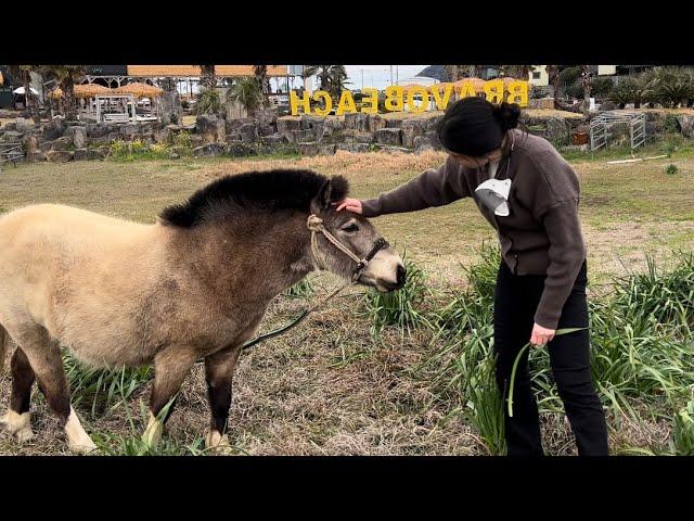 [제주일기 1] 오랜만에 오른 비행기와 제주도 풍경 그리고 귀여운 망아지와의 만남