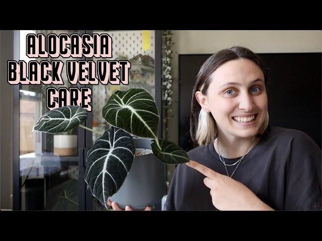 How To Care for Alocasia Black Velvet 