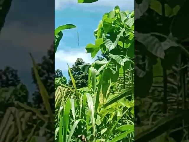 WILD PAPAYA FRUITS