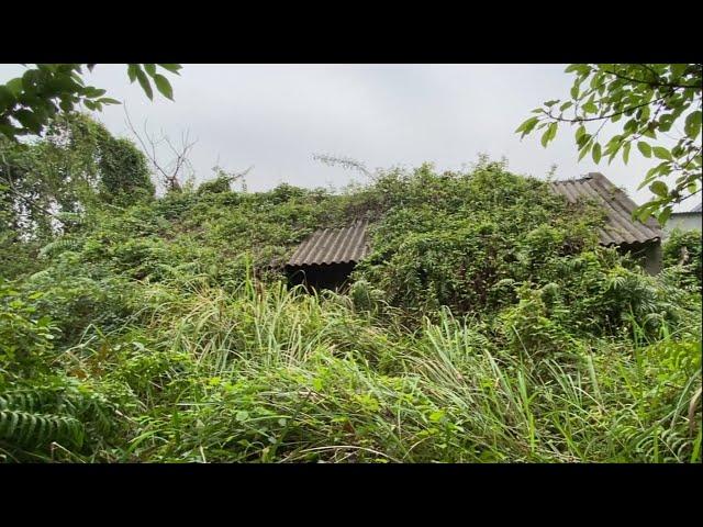 Cleaning the HOUSE is MORE than 100 YEARS old, Overgrown wild Trees cover the whole house | CLEAN UP