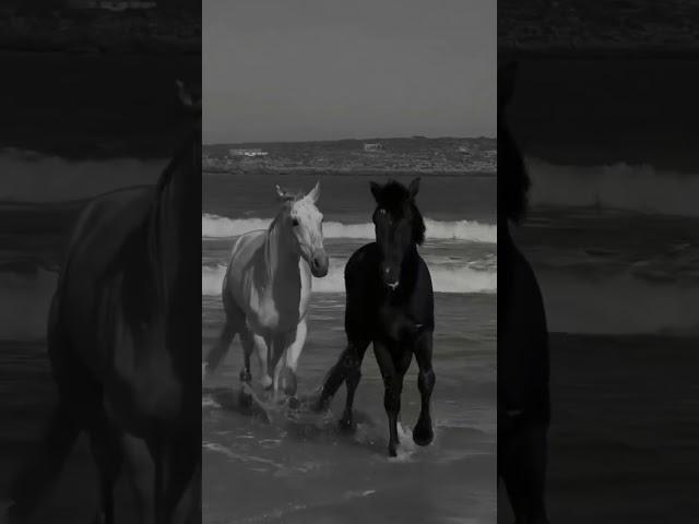 Black-White  #beautifulpakistan #letstravel #naturebeauty #travel #seaview #horse #blackhorse#white