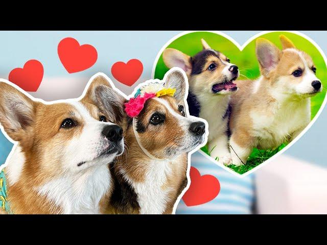 Dogs React to their Puppy Videos!