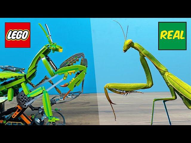 LEGO Praying Mantis vs. Real Praying Mantis!