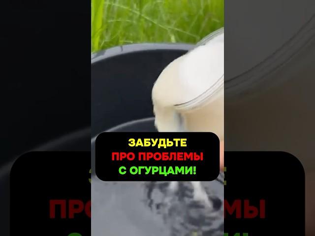 Первая подкормка огурцов — забудьте про черную ножку и слабый рост #огурцы #подкормка #рассада