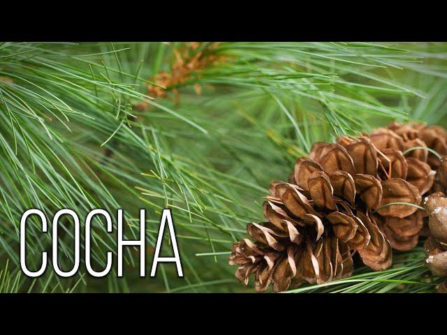 Pine: Guardian of the Forest | Interesting facts about pine trees