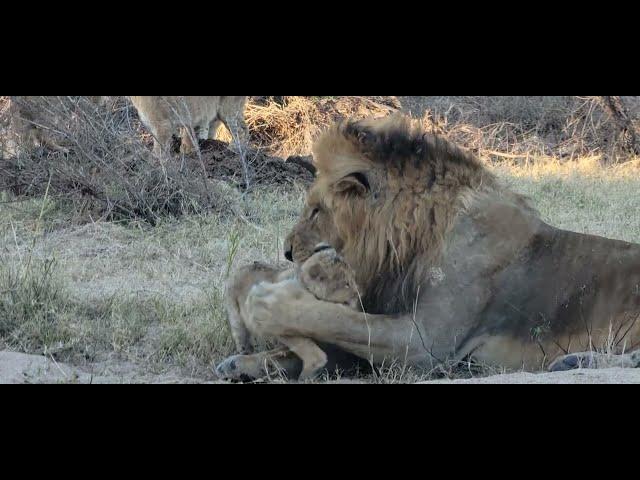 lion dad playing with his cubs.