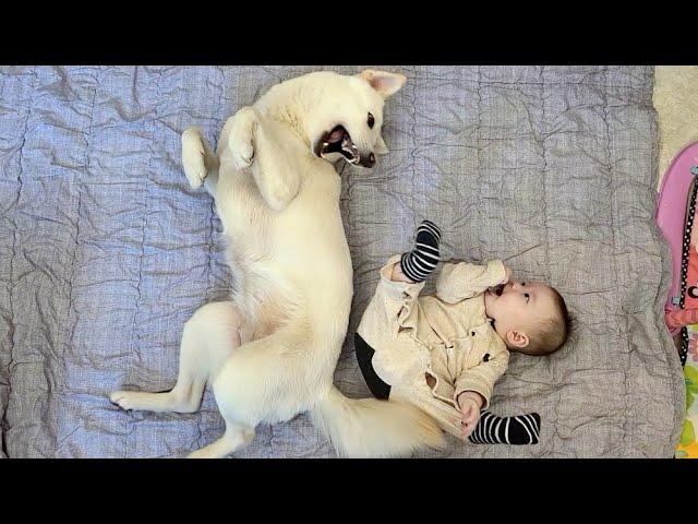 What happens when you bring up a dog with a baby