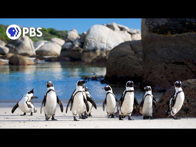 African Penguins Commute Home in Rush Hour