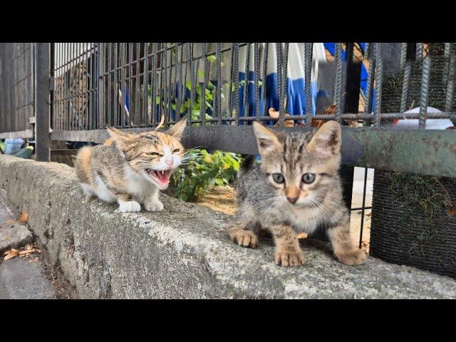 The adult cat gets angry and hissing at the little cat that approaches him.