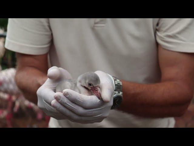 Greater Flamingo Chick's Neonate Exam