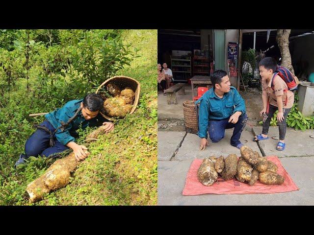 Harvest giant TỪ tubers, sell tubers Tu - khánh/ farm building