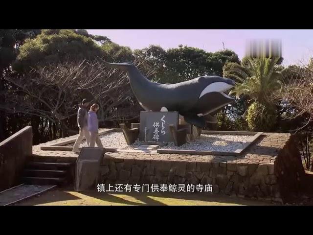 几分钟看完美国经典纪录片《海豚湾》