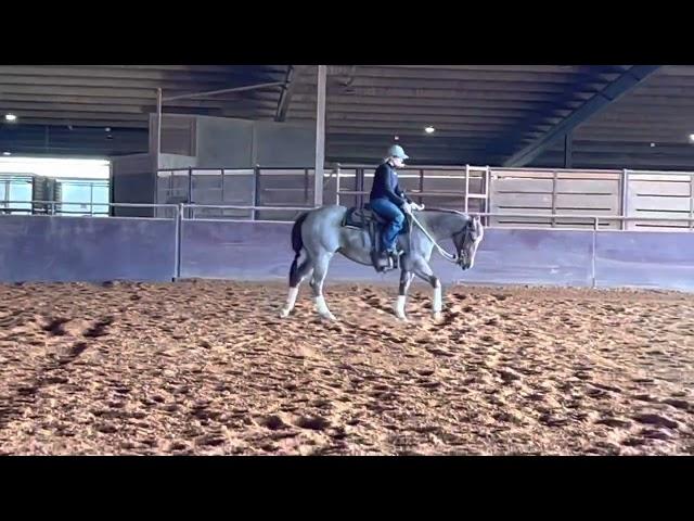 5 yo dtr of Metallic Cat