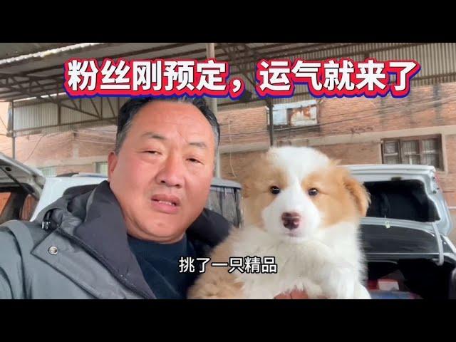 粉丝刚预定，运气就来了，平时这种精品边牧一两个月都遇不到一只