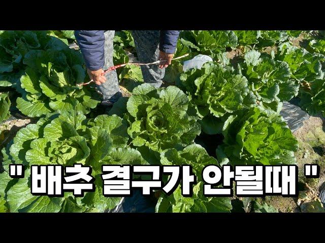 배추 결구가 안될때 이렇게 하면 배추속이 꽉찹니다