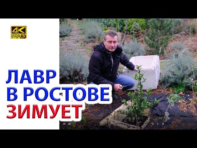 Лавр ЗИМУЕТ в открытом грунте в Ростове как и другие экзоты (Араукария, Аукуба)