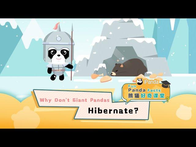 【Fun Panda Facts】Why Don’t Giant Pandas Hibernate? | iPanda