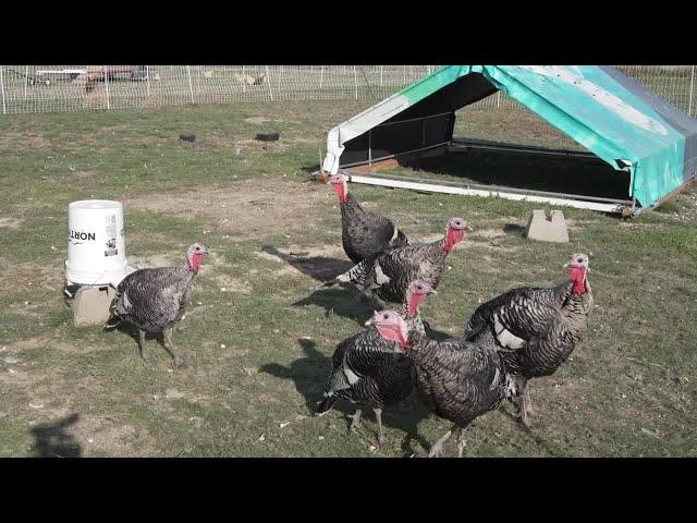 Flocking Good Farms prepares for Thanksgiving