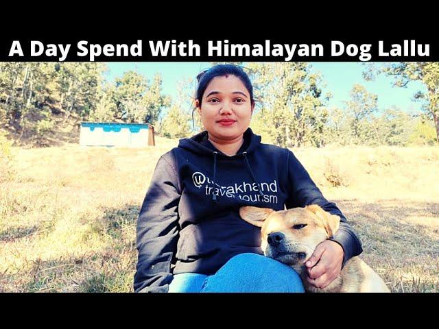 Funniest and cutest dog | Funny Dog Video | A Day Spent With Himalayan Dog Lallu | Pahadi Dog Breed