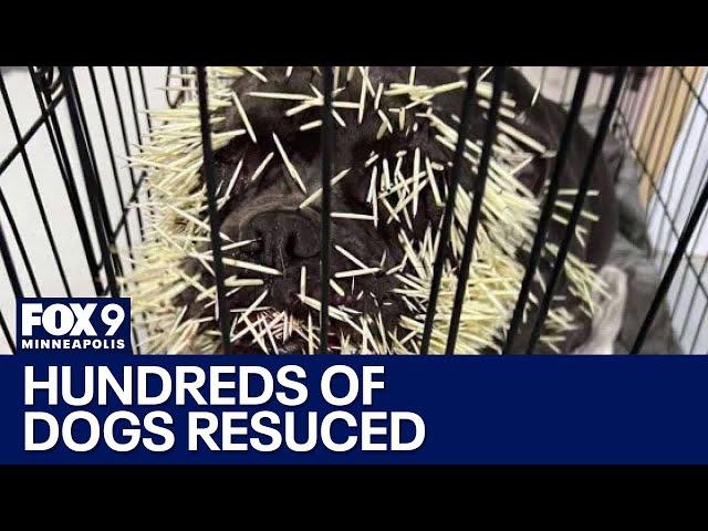 Hundreds of dogs rescued from North Dakota sent to Twin Cities