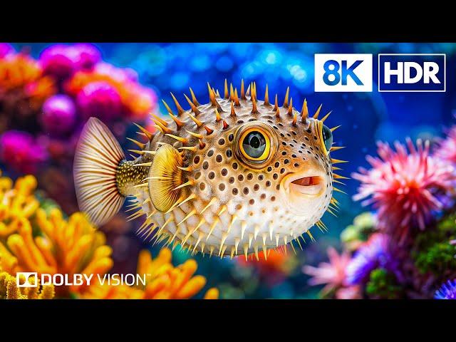 Immerse Yourself In The Underwater World in 8K HDR | Dolby Vision™