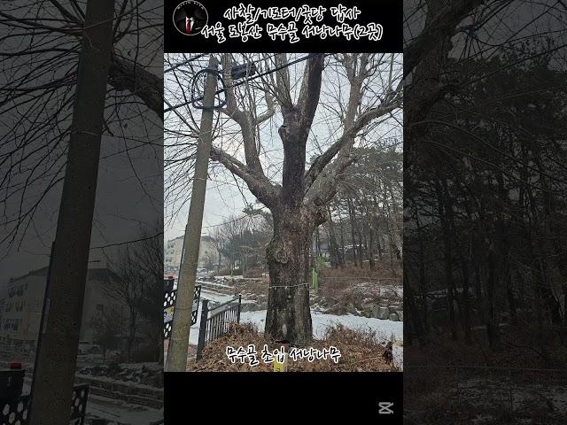 [사찰/굿당/기도터 답사] 서울 도봉산 무수골 서낭나무(주소는 설명메뉴 참고)