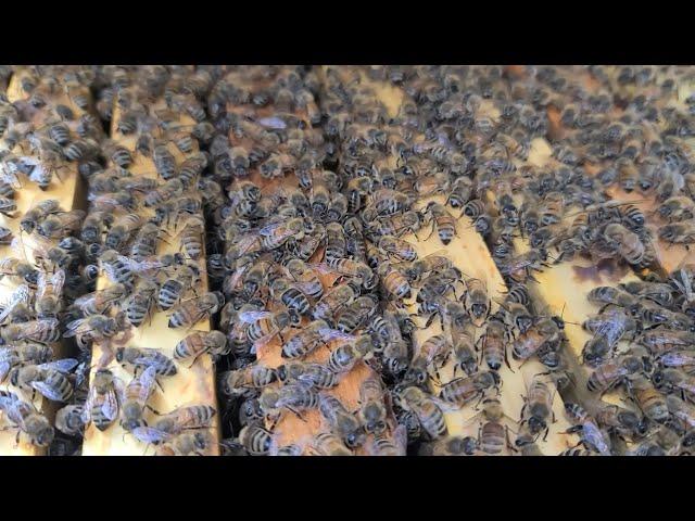 Stevens Bee Company Michigan Hybrids Update!