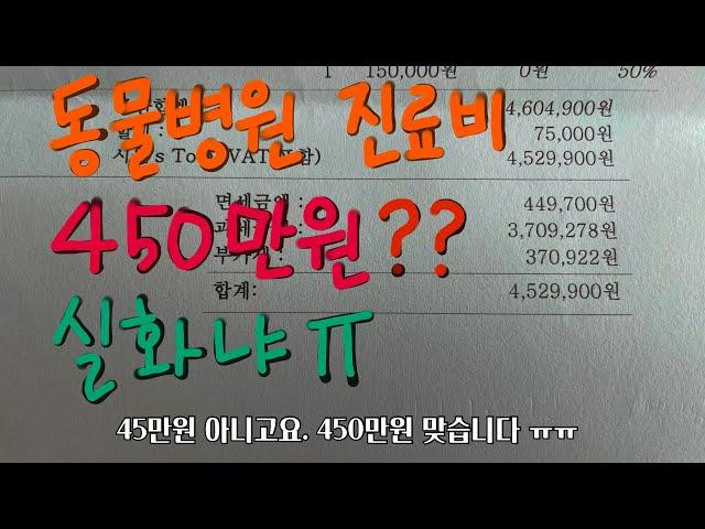 충격적인 동물병원 진료비 (feat. 강아지 심장병, 발치)