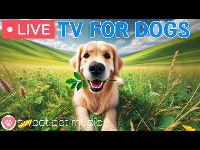 24 Hours of Dog TVSoothing Sleep Music for Dogs🩷Relaxing Dog Music for Separation Stress Relief