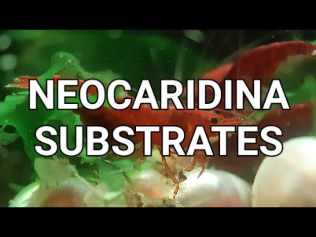 Best Substrates For Cherry Shrimp (Neocaridina)