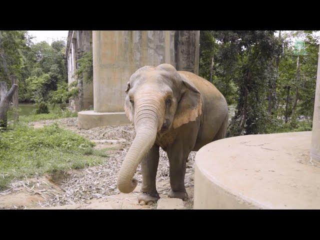 Malee's Transformation: From Chains to Freedom at Elephant Nature Park - ElephantNews