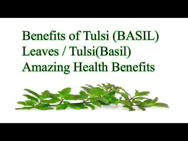 Benefits of #Tulsi(BASIL) Leaves -  Tulsi (Basil) Amazing #Health #Benefits